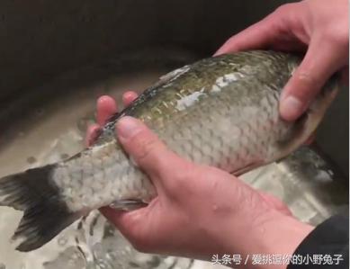 刮魚鱗只需要一個塑膠袋！魚鱗「不飛濺不沾手」省時省力又潔淨！