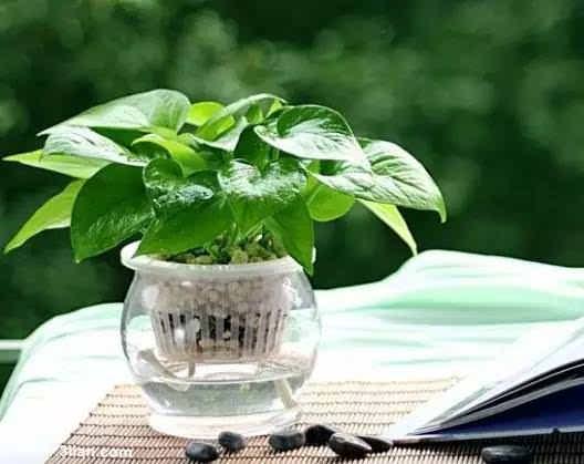 ​【養花妙招】花店老闆都不會透露的澆水秘訣，真的很管用