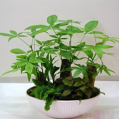 ​【養花妙招】花店老闆都不會透露的澆水秘訣，真的很管用
