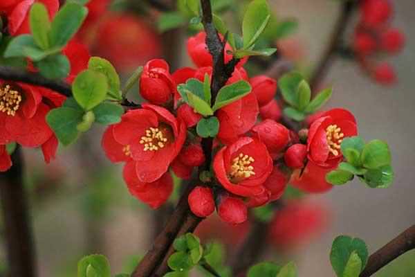 ​【養花妙招】花店老闆都不會透露的澆水秘訣，真的很管用
