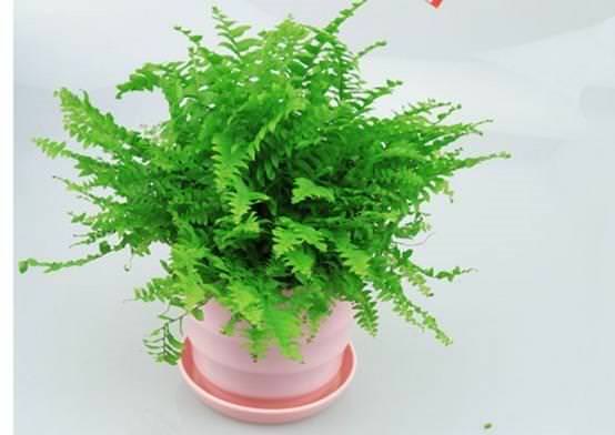 ​【養花妙招】花店老闆都不會透露的澆水秘訣，真的很管用