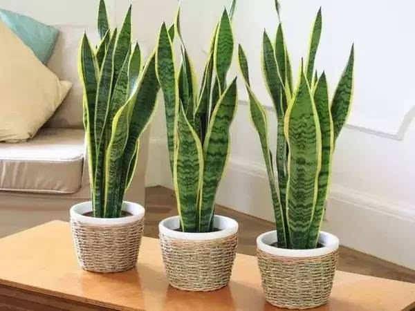 ​【養花妙招】花店老闆都不會透露的澆水秘訣，真的很管用