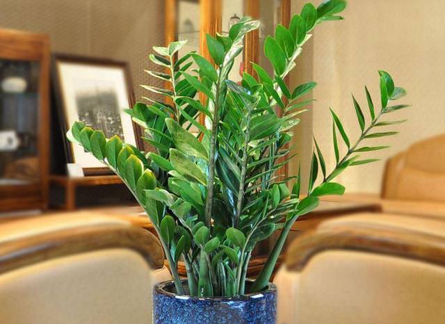 ​【養花妙招】花店老闆都不會透露的澆水秘訣，真的很管用
