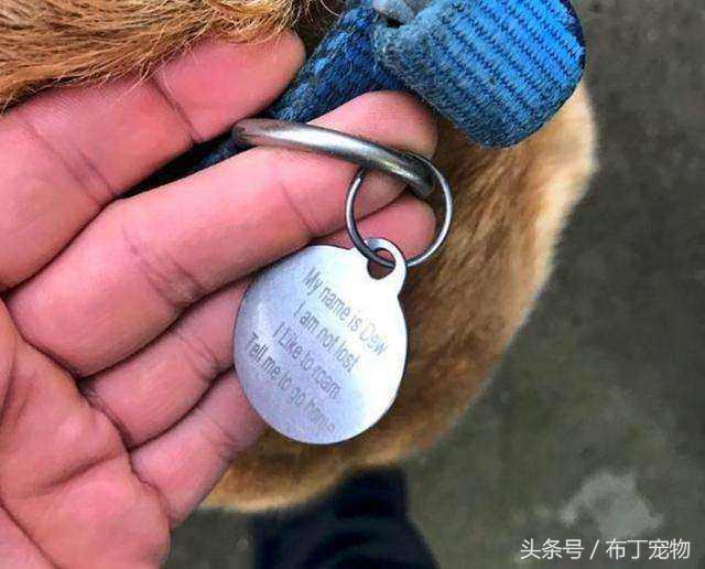 網友偶遇「走失拉拉」好心幫找主人，一低頭看到「狗牌上的字」忍不住笑了...