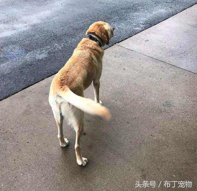 網友偶遇「走失拉拉」好心幫找主人，一低頭看到「狗牌上的字」忍不住笑了...