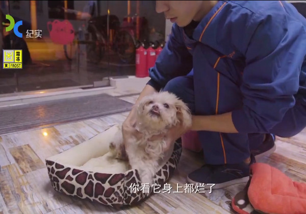 再也不會痛了...主人全程陪伴「18歲愛犬安樂死」，替牠「最後一次穿衣服」崩潰大哭：真的對不起...