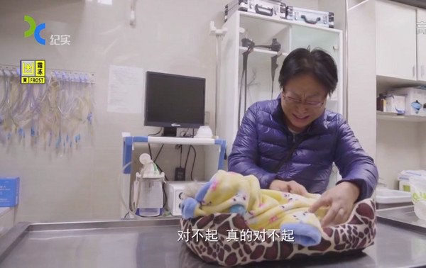 再也不會痛了...主人全程陪伴「18歲愛犬安樂死」，替牠「最後一次穿衣服」崩潰大哭：真的對不起...