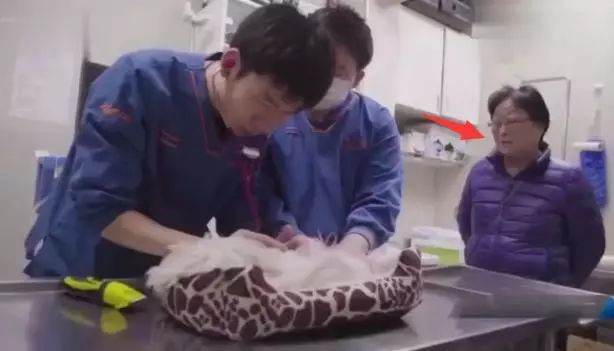 再也不會痛了...主人全程陪伴「18歲愛犬安樂死」，替牠「最後一次穿衣服」崩潰大哭：真的對不起...