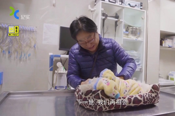 再也不會痛了...主人全程陪伴「18歲愛犬安樂死」，替牠「最後一次穿衣服」崩潰大哭：真的對不起...