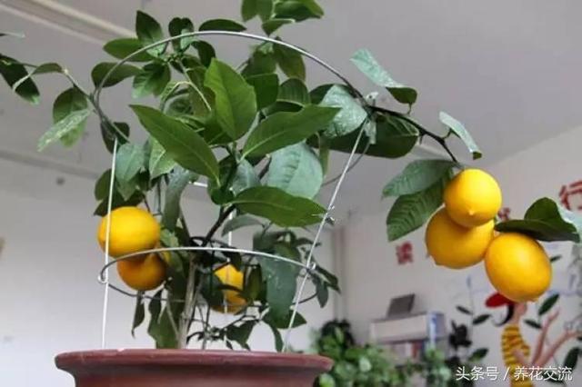 不用再花錢買水果啦！在陽台用花盆種了6種果樹「果子一年到頭都摘不完 」又鮮又甜綠色無污染