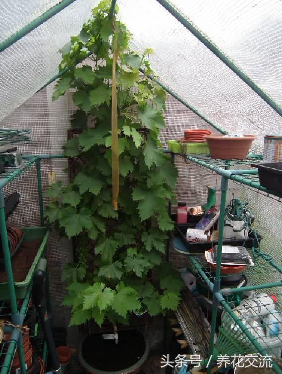 不用再花錢買水果啦！在陽台用花盆種了6種果樹「果子一年到頭都摘不完 」又鮮又甜綠色無污染