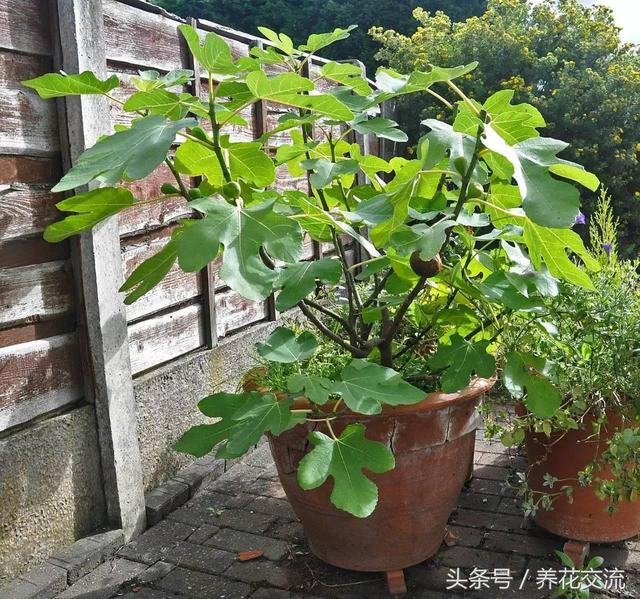 不用再花錢買水果啦！在陽台用花盆種了6種果樹「果子一年到頭都摘不完 」又鮮又甜綠色無污染