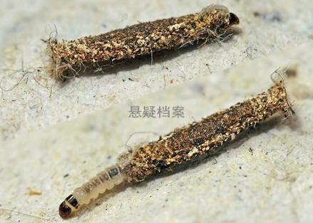 你是否在家中的牆角、窗邊、天花板上發現有像水泥塊的東西吊在那裡？如果你在家裡看見牠，就要小心了