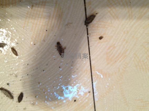 你是否在家中的牆角、窗邊、天花板上發現有像水泥塊的東西吊在那裡？如果你在家裡看見牠，就要小心了