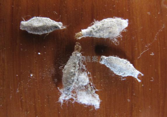 你是否在家中的牆角、窗邊、天花板上發現有像水泥塊的東西吊在那裡？如果你在家裡看見牠，就要小心了
