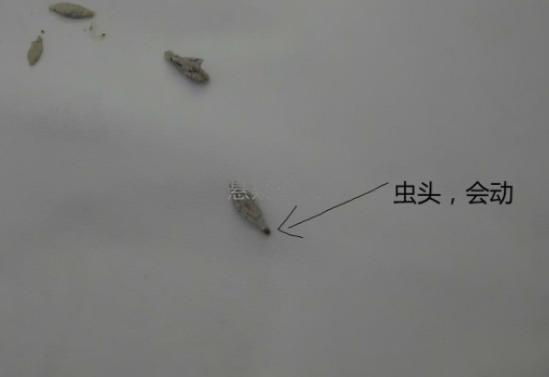 你是否在家中的牆角、窗邊、天花板上發現有像水泥塊的東西吊在那裡？如果你在家裡看見牠，就要小心了