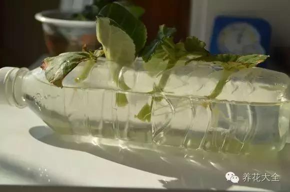 幾種花別再花錢買了「折個枝插土就能活」一點也不難