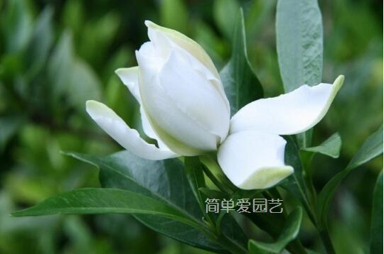 幾種花別再花錢買了「折個枝插土就能活」一點也不難