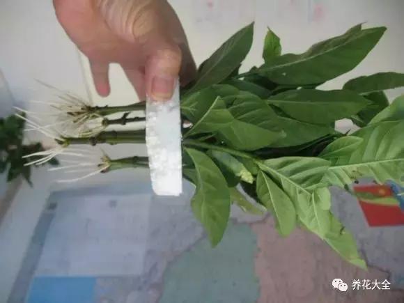 幾種花別再花錢買了「折個枝插土就能活」一點也不難