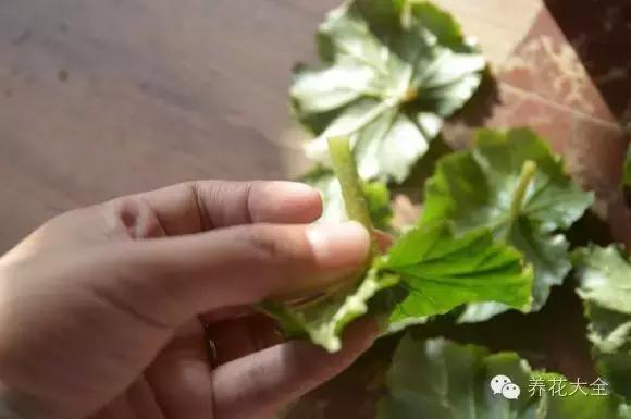 幾種花別再花錢買了「折個枝插土就能活」一點也不難