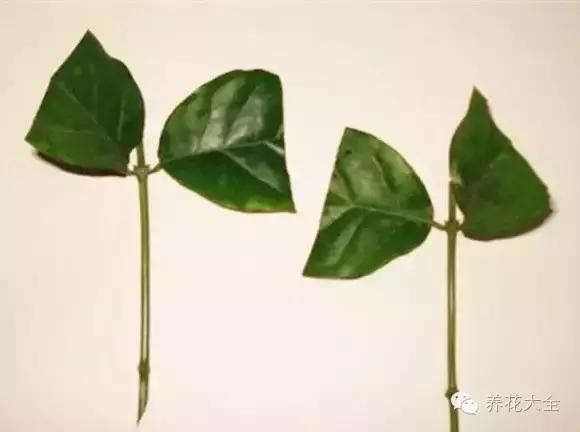 幾種花別再花錢買了「折個枝插土就能活」一點也不難