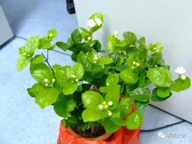 幾種花別再花錢買了「折個枝插土就能活」一點也不難