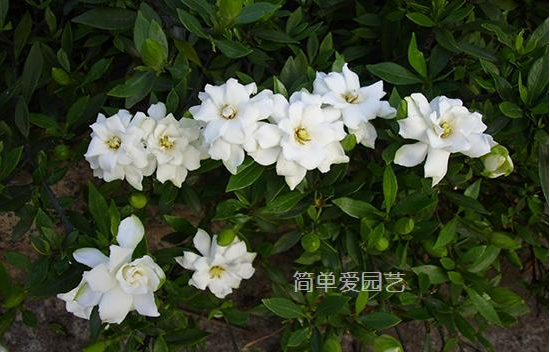 幾種花別再花錢買了「折個枝插土就能活」一點也不難