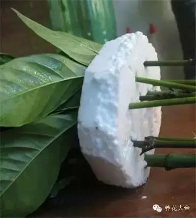 幾種花別再花錢買了「折個枝插土就能活」一點也不難