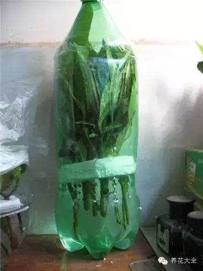 幾種花別再花錢買了「折個枝插土就能活」一點也不難