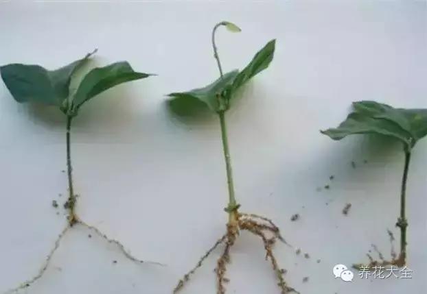 幾種花別再花錢買了「折個枝插土就能活」一點也不難