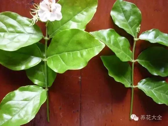 幾種花別再花錢買了「折個枝插土就能活」一點也不難