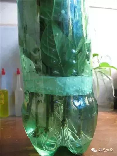 幾種花別再花錢買了「折個枝插土就能活」一點也不難
