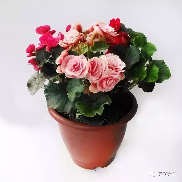 幾種花別再花錢買了「折個枝插土就能活」一點也不難