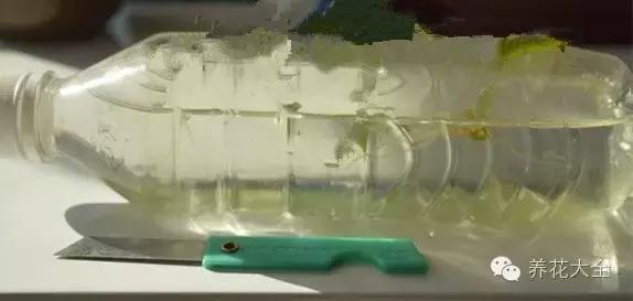 幾種花別再花錢買了「折個枝插土就能活」一點也不難