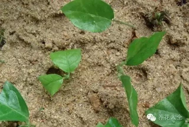 幾種花別再花錢買了「折個枝插土就能活」一點也不難