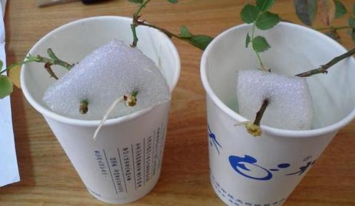 幾種花別再花錢買了「折個枝插土就能活」一點也不難