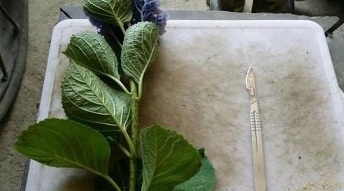 幾種花別再花錢買了「折個枝插土就能活」一點也不難