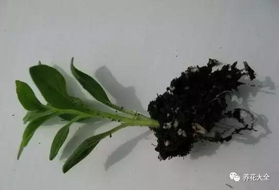幾種花別再花錢買了「折個枝插土就能活」一點也不難