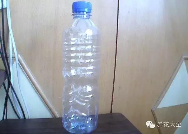 幾種花別再花錢買了「折個枝插土就能活」一點也不難