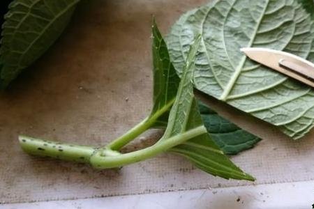 幾種花別再花錢買了「折個枝插土就能活」一點也不難