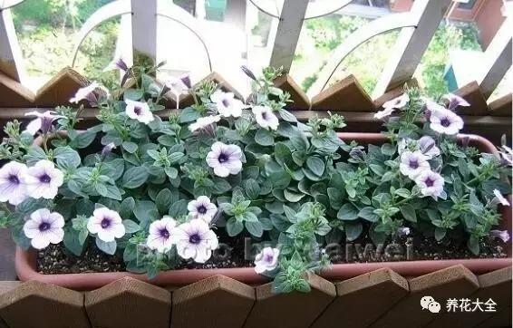 幾種花別再花錢買了「折個枝插土就能活」一點也不難