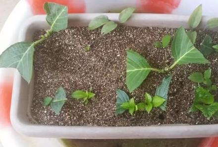 幾種花別再花錢買了「折個枝插土就能活」一點也不難