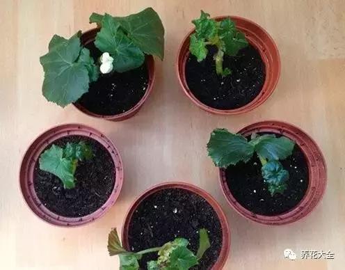 幾種花別再花錢買了「折個枝插土就能活」一點也不難