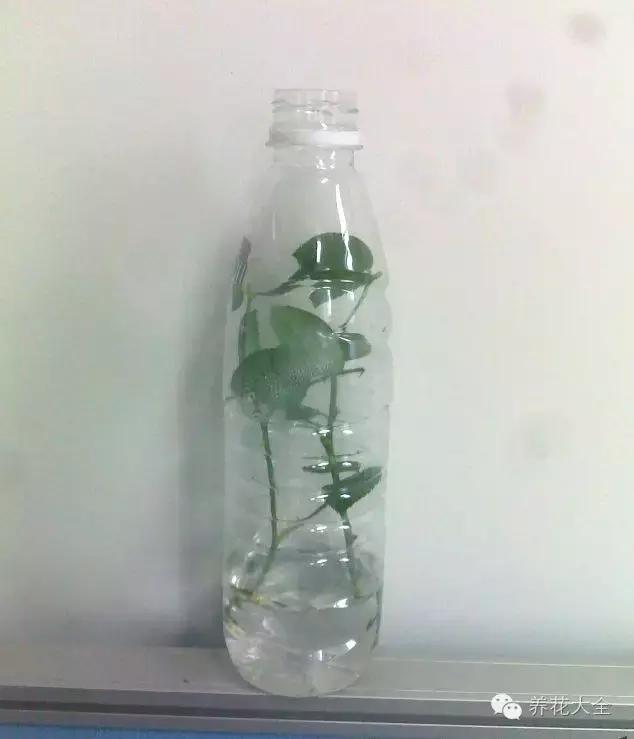 幾種花別再花錢買了「折個枝插土就能活」一點也不難
