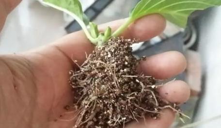 幾種花別再花錢買了「折個枝插土就能活」一點也不難