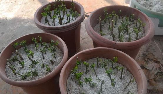 幾種花別再花錢買了「折個枝插土就能活」一點也不難