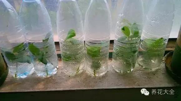 幾種花別再花錢買了「折個枝插土就能活」一點也不難