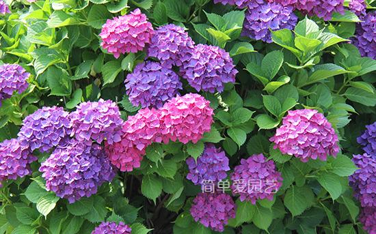 幾種花別再花錢買了「折個枝插土就能活」一點也不難