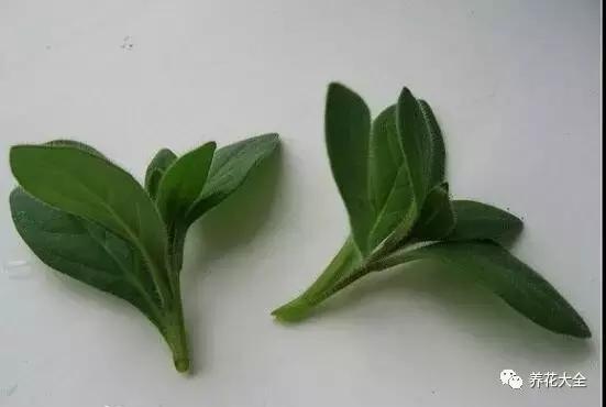 幾種花別再花錢買了「折個枝插土就能活」一點也不難