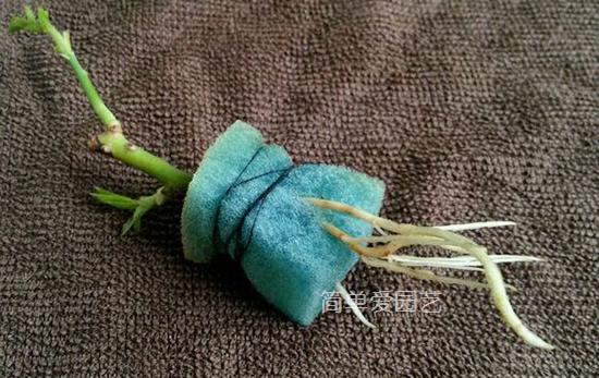 幾種花別再花錢買了「折個枝插土就能活」一點也不難